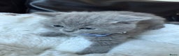 British Shorthair cats for sale: 5 beautiful British Shorthair Girls for sale - Advert 12