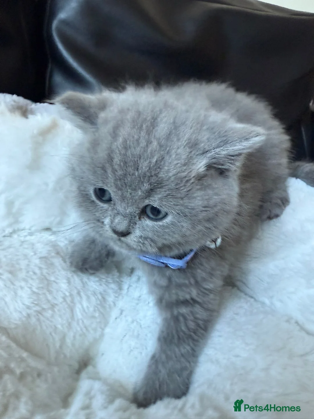 British Shorthair cats for sale: 2 British shorhair girls available  - Advert 30