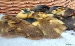Ducks poultry for sale: Mixed Color Indian Runner Ducklings - Image 9