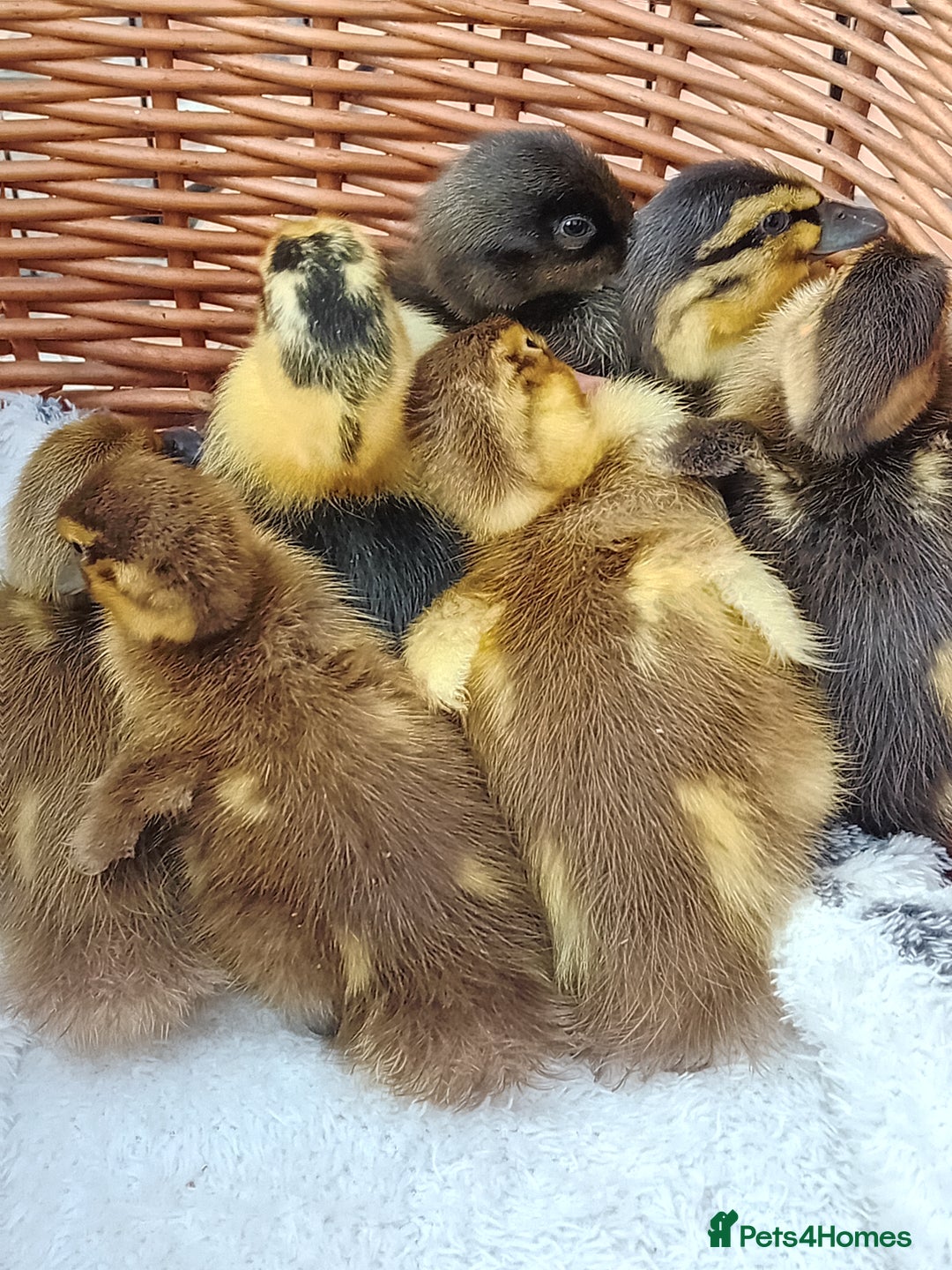 Ducks poultry for sale: Mixed Color Indian Runner Ducklings - Image 9