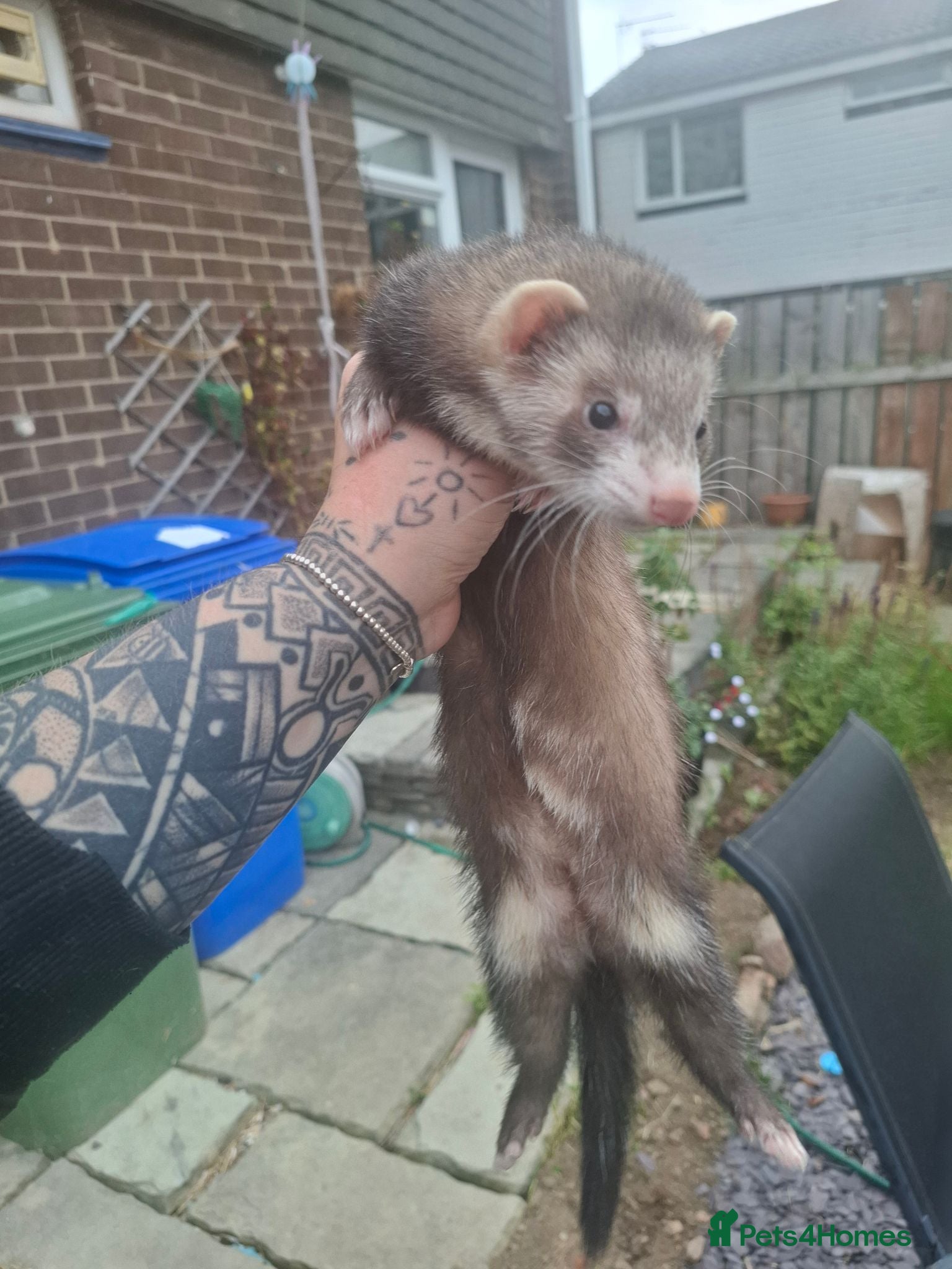 Ferret rodents Ferret kits jill - Advert 2