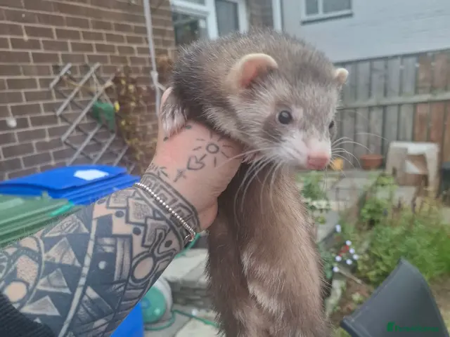 Ferret rodents for sale: Ferret kits jill - Advert 2