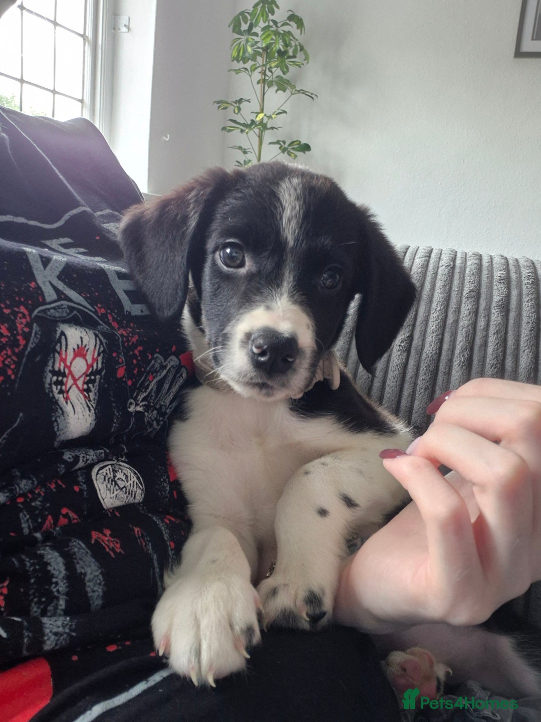 Sprollie dogs for sale: 11 week old male Sprollie - Image 4