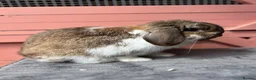 Mini Lop rabbits for sale: Freindly, Vaccinated adult mini lop buck - Advert 2