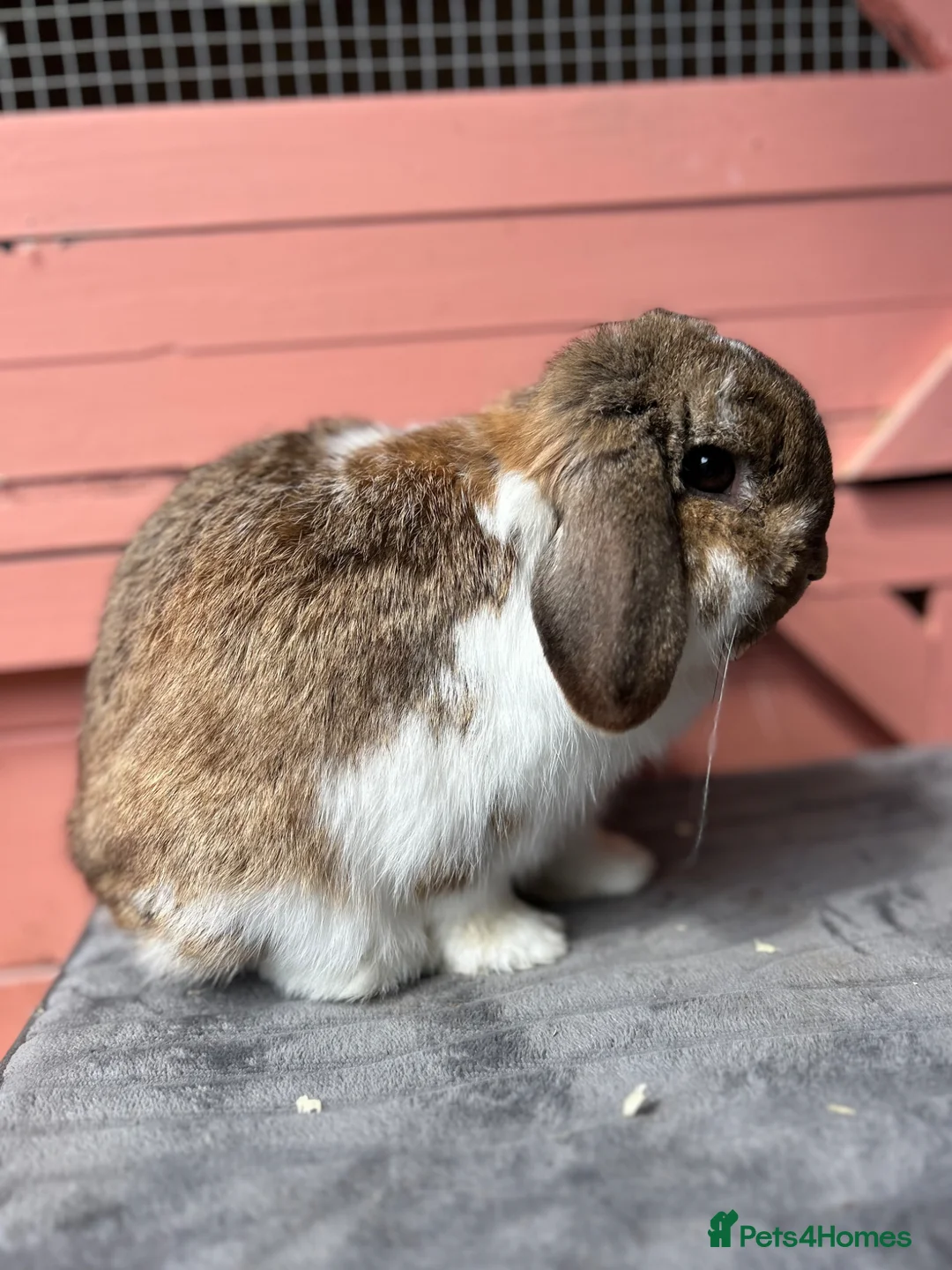 Mini Lop rabbits for sale: Freindly, Vaccinated adult mini lop buck - Advert 2