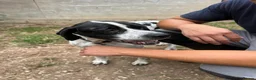 Pointer dogs for adoption: Arpa  in New Romney - Advert 4