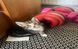 Mixed Breed cats for sale: 6 kittens for sale  - Image 8