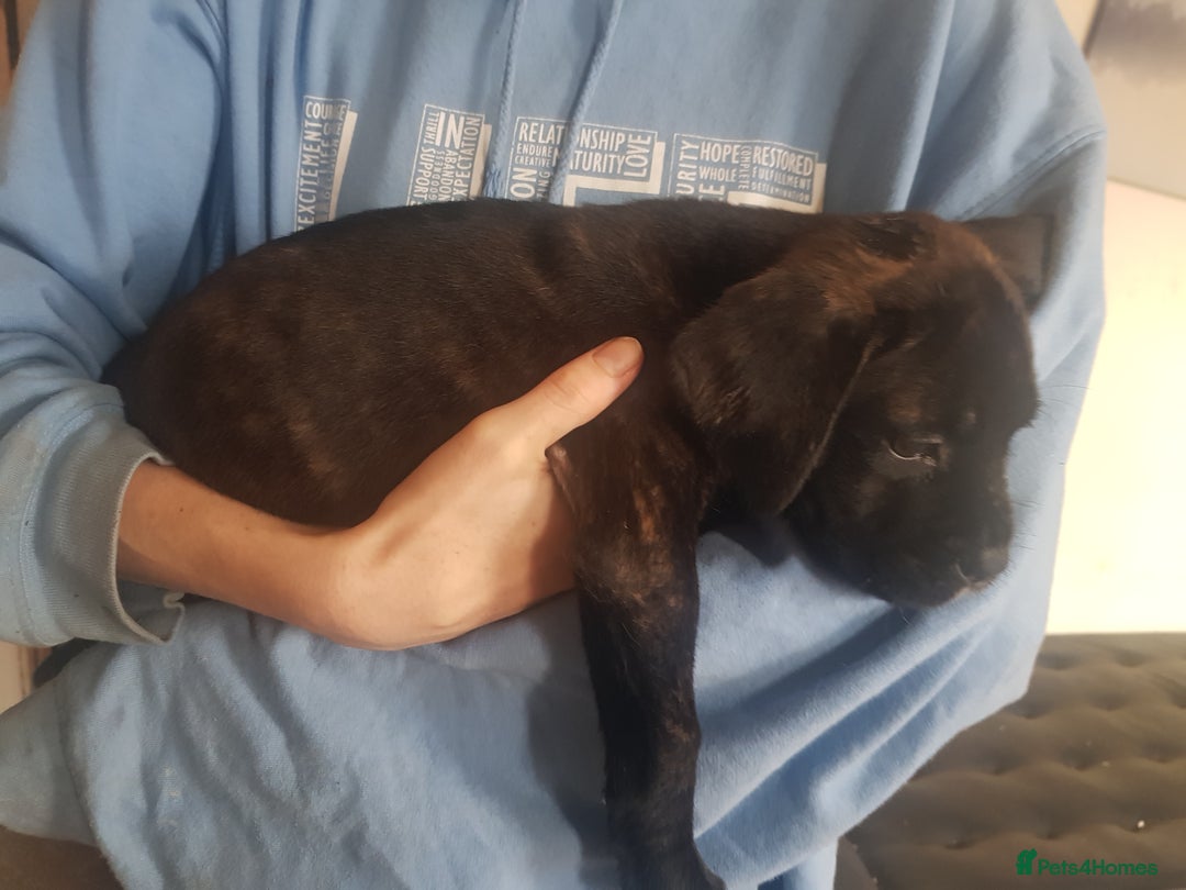 Mixed Breed dogs for sale: 5 cane corso mix puppies - Image 4