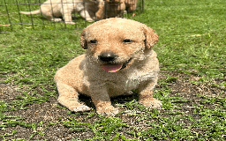 Labradoodle dogs for sale: Gorgeous F1b Labradoodle Puppies for loving homes. - Image 11