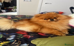 Pomeranian dogs for stud: 5 Gen Pedigree Pom ** ** boy for stud  - Image 3