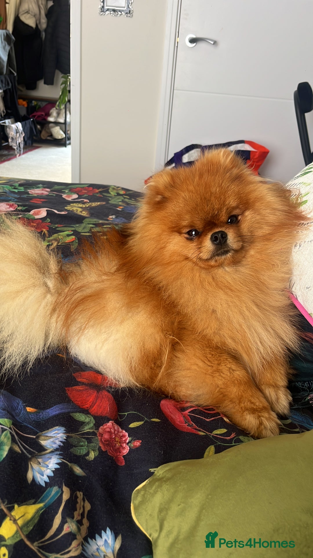 Pomeranian dogs for stud: 5 Gen Pedigree Pom ** ** boy for stud  - Image 3