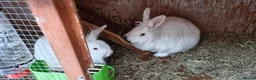 Mini Lion Lop rabbits for sale: Lion Rabbit female - Advert 2