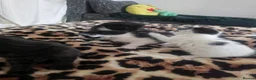 Mixed Breed cats for sale: Beautiful Black & White Kittens Looking for Homes - Advert 11