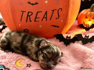 Pomeranian dogs ✨🐾New Born Pom Pups + Mini Pom’s 🏆🐶🐾✨ - Advert 3