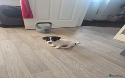 Jack Russell dogs for sale: Tricolour short legs Jack Russell  - Image 32