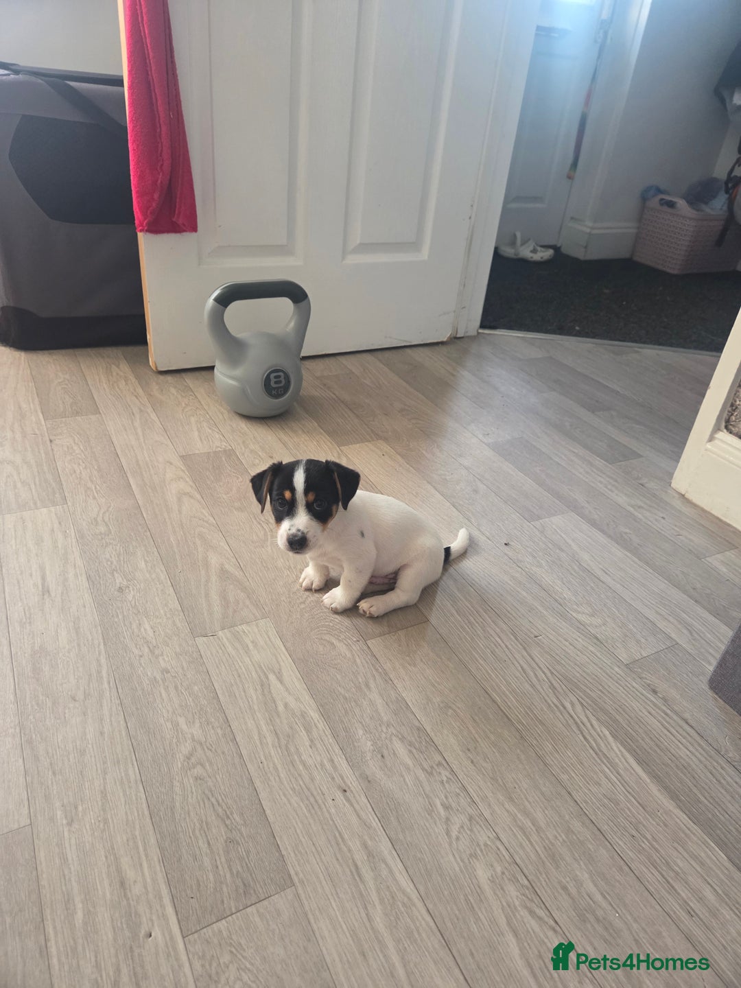 Jack Russell dogs for sale: Tricolour short legs Jack Russell  - Image 32