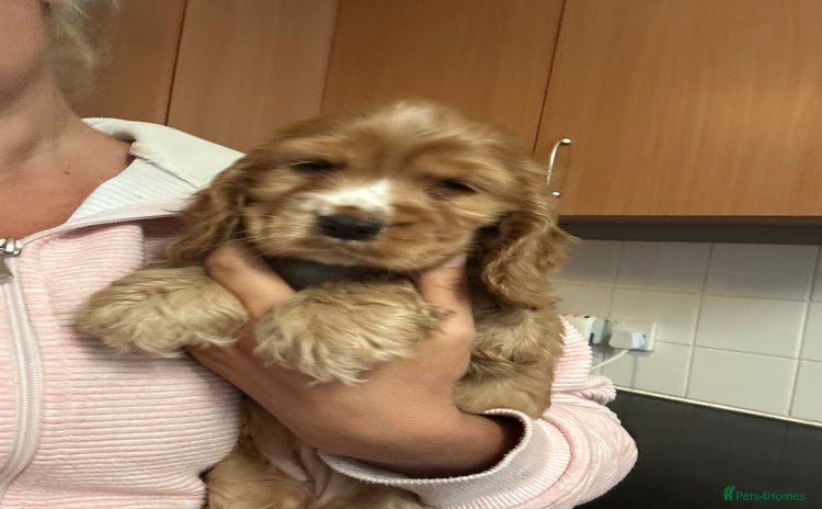 Cocker Spaniel dogs - Advert 11