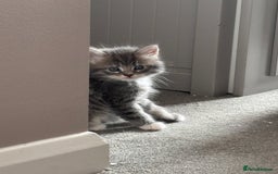 Domestic Shorthair cats for sale: Beautiful kittens.  - Image 5