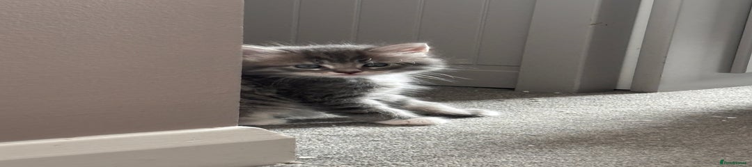 Domestic Shorthair Kitten 3