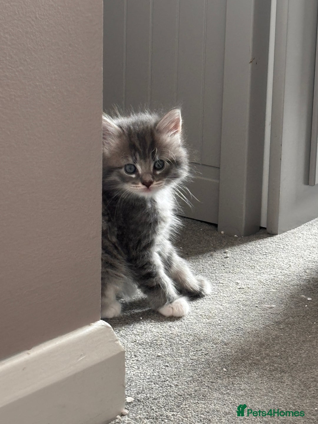 Domestic Shorthair cats for sale: Beautiful kittens.  - Image 5