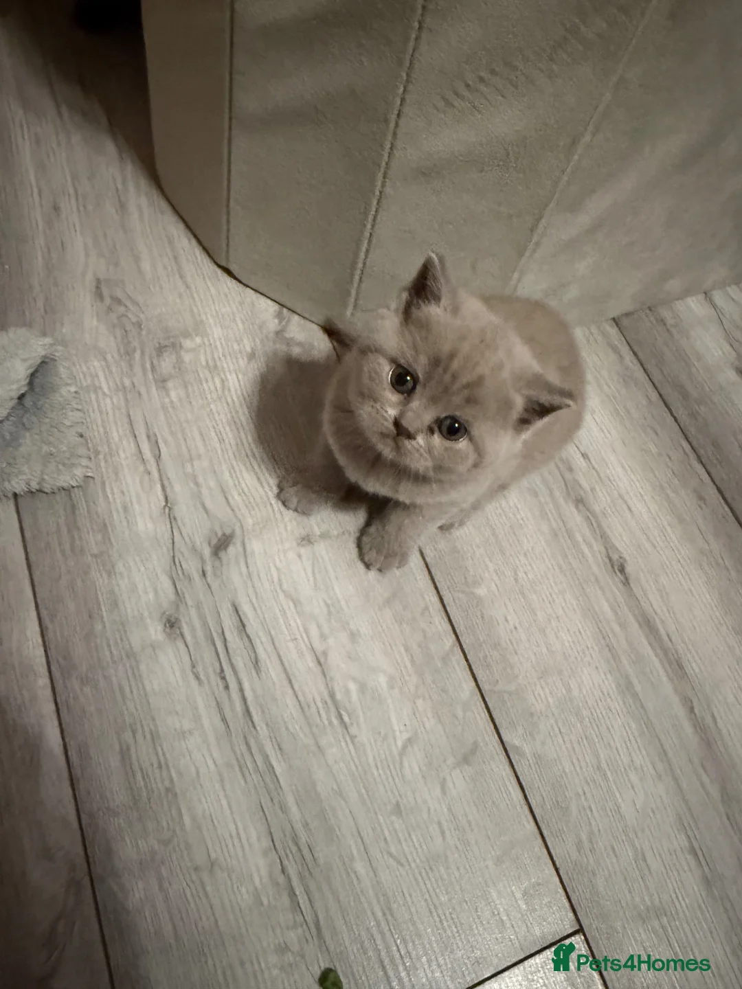 British Shorthair cats for sale: Stunning gccf lilac and chocolate females 🐾 in Gloucester - Advert 10