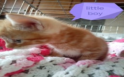 Mixed Breed cats for sale: Blue, eyed baby's  - Image 6