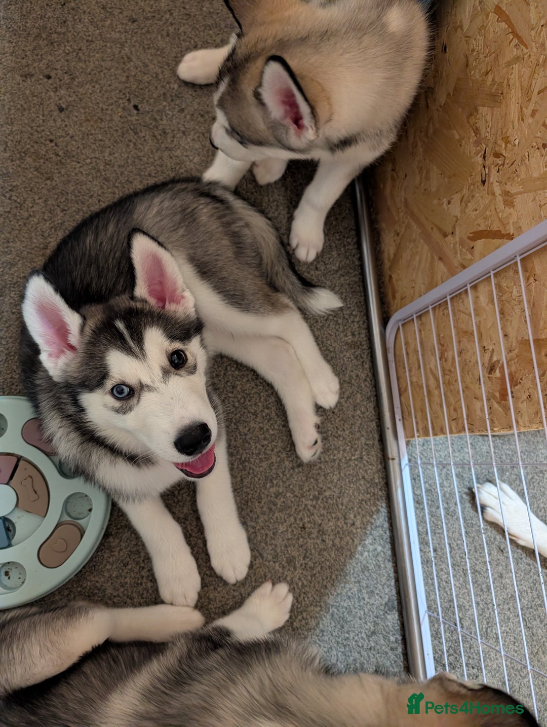 Siberian Husky dogs for sale: Husky  - Advert 10