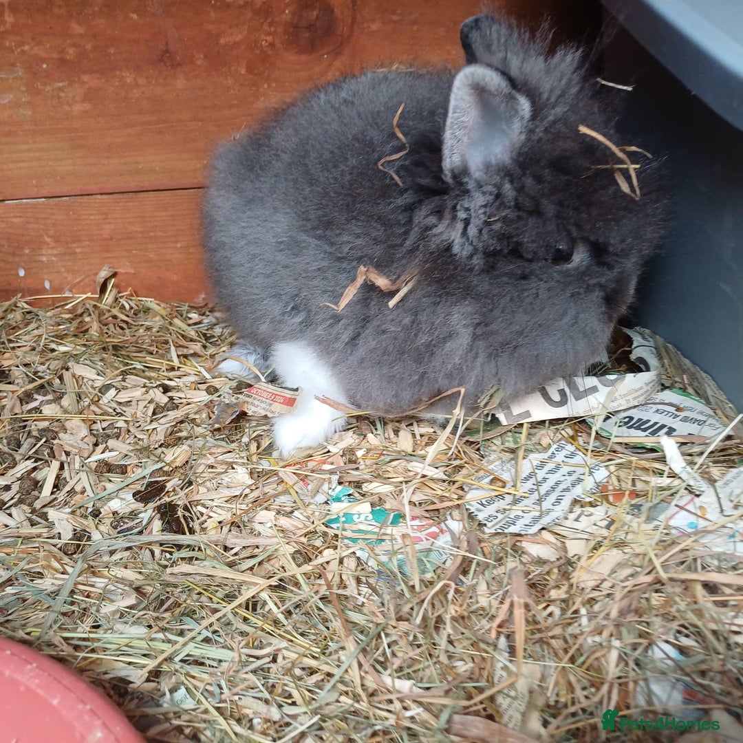 Lionhead rabbits for sale: Double main  lionhead bunnies  - Image 13