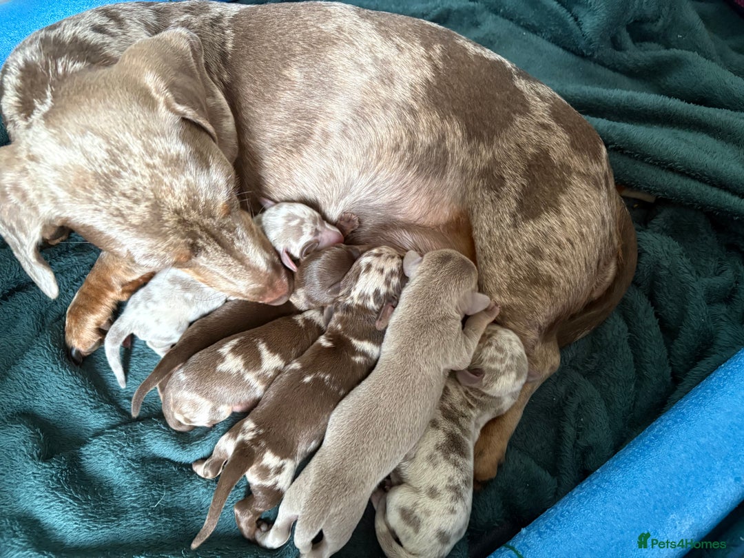 Miniature Dachshund dogs for sale: 5 miniature dachshunds for sale - Image 3