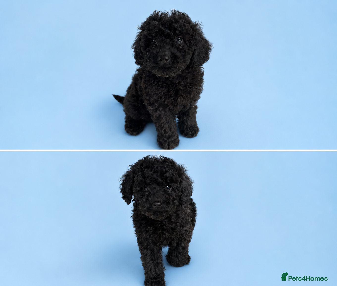 Cavapoo dogs 1 male 💙Ready to leave Unique cavapoo pups - Advert 2