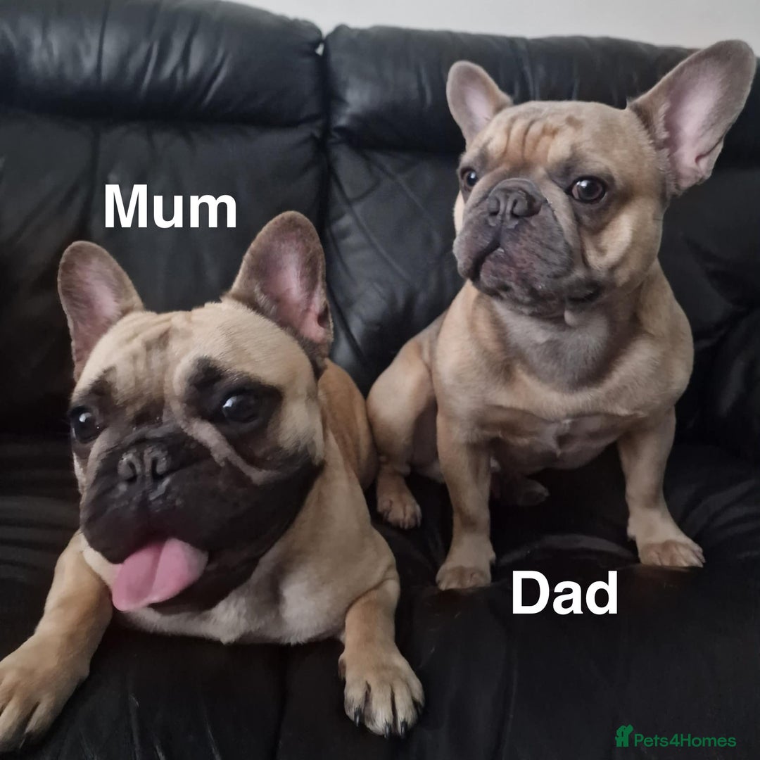 French Bulldog dogs for sale: French Bulldog puppies  - Image 5