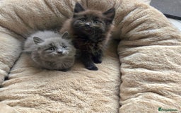 British Shorthair cats for sale: Adorable kittens bsh - Image 1