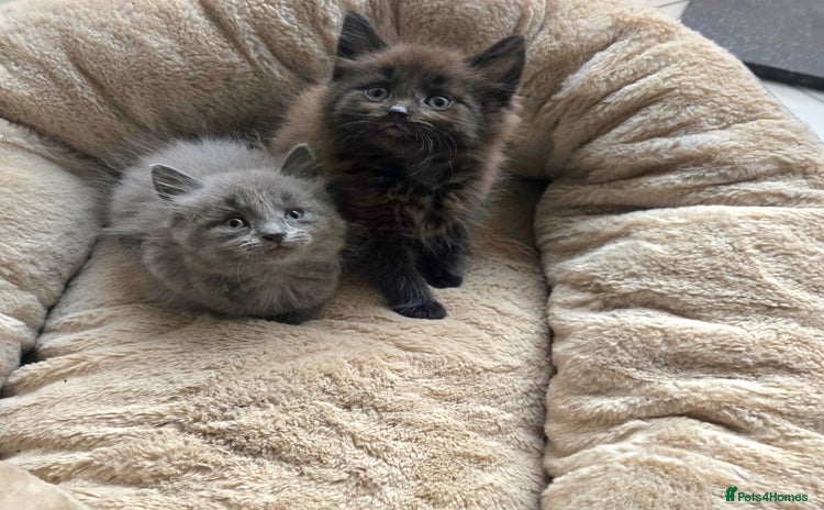 British Shorthair cats - Advert 7
