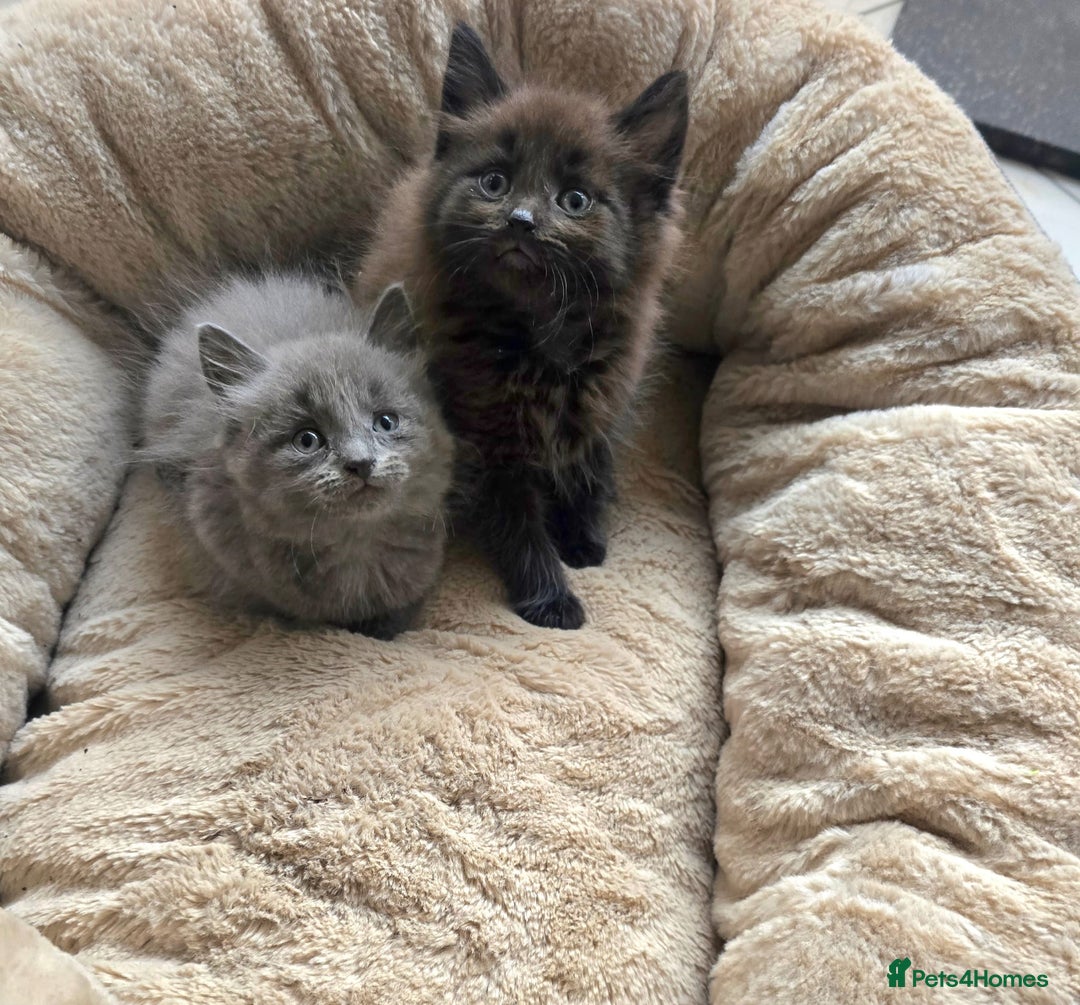 British Shorthair cats for sale: Adorable kittens bsh - Image 1