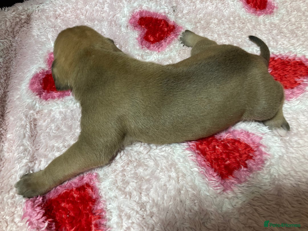 Mixed Breed dogs for sale: Presa Canario x Boerboel Puppies in Bromley - Image 19