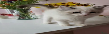 Ragdoll 1