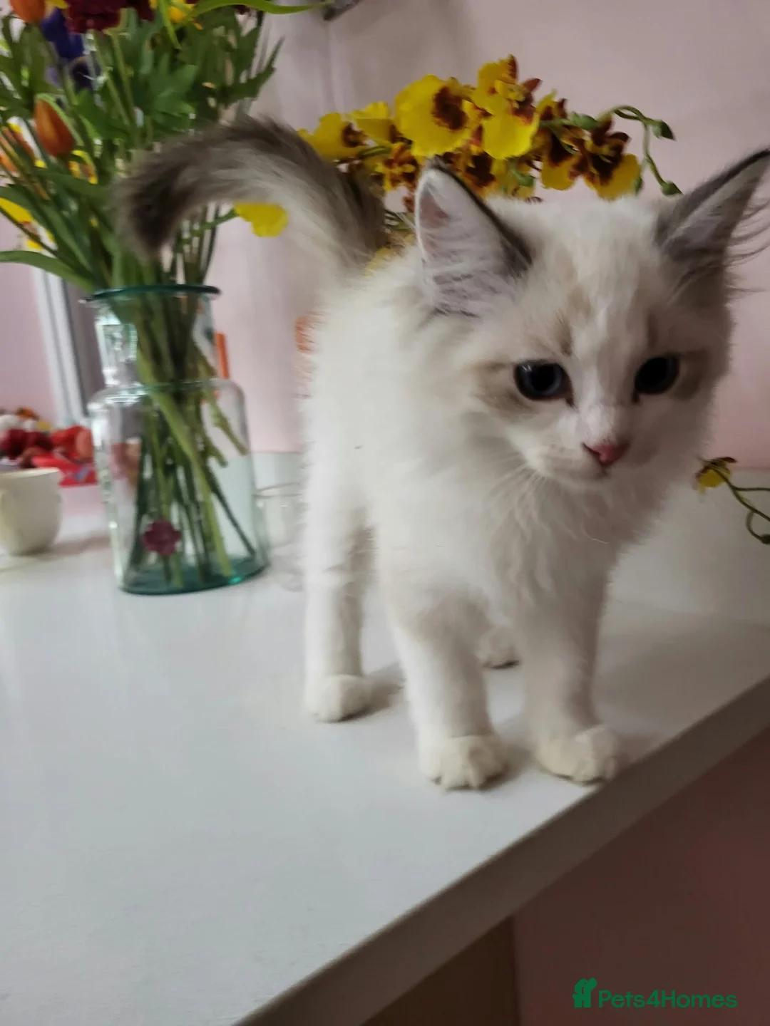Ragdoll cats for sale: Ragdoll kittens - Advert 7