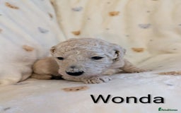 Standard Poodle dogs for sale: Standard poodles - Image 21