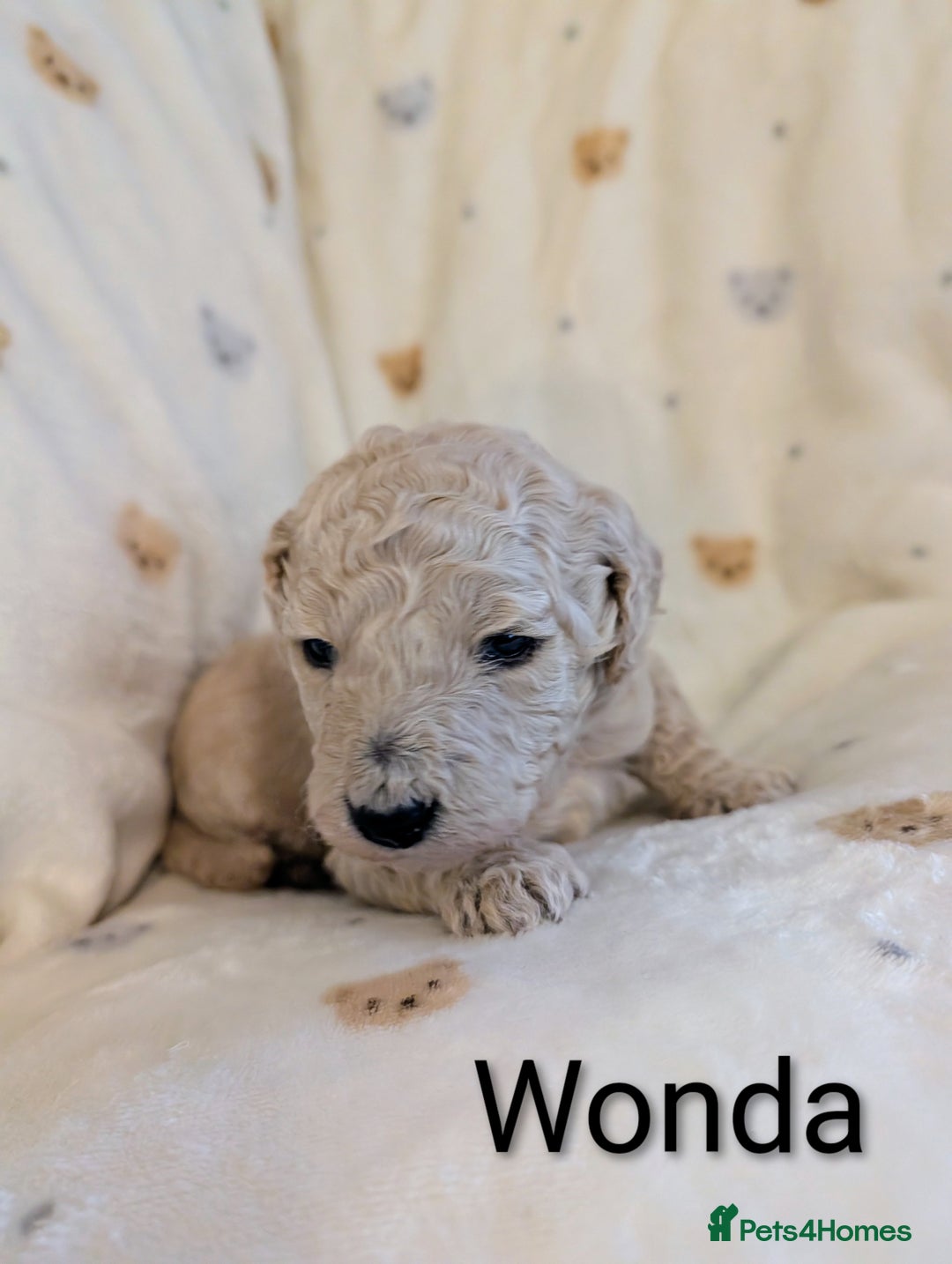 Standard Poodle dogs for sale: Standard poodles - Image 21