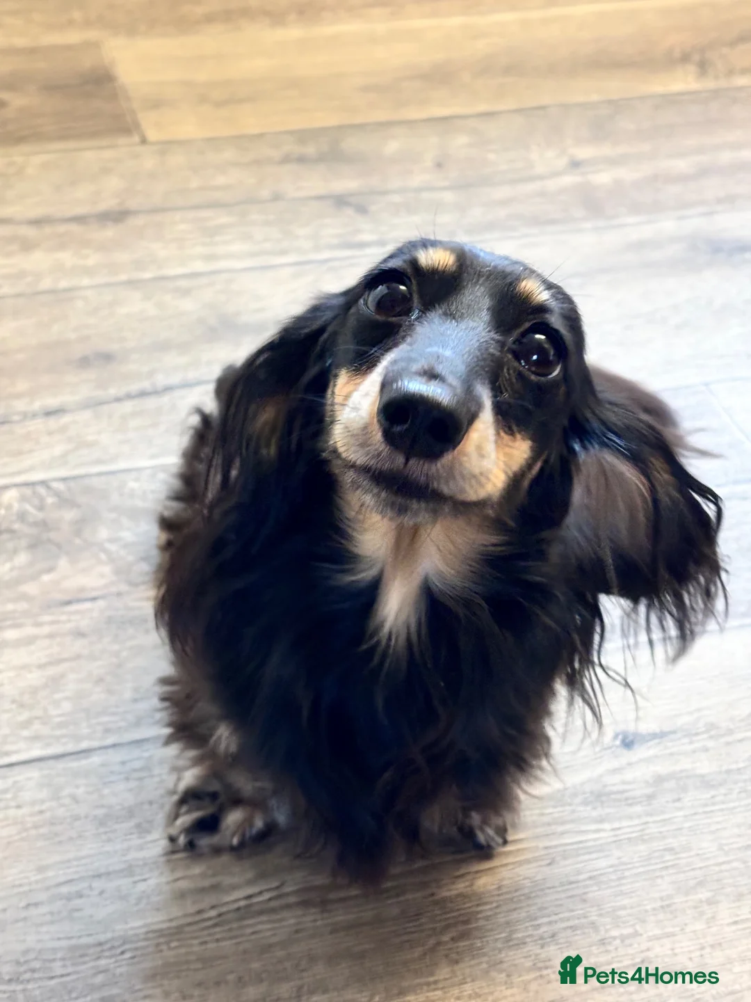 Miniature Dachshund dogs for sale: 💗 BEAUTIFUL ADULT MINIATURE DACHSHUND 💗 - Advert 1