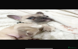 French Bulldog dogs for sale: French bulldog puppies  - Image 2