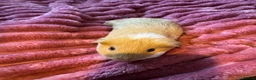 Guinea Pig rodents for sale: 2 females and 4 males for sale  - Advert 8
