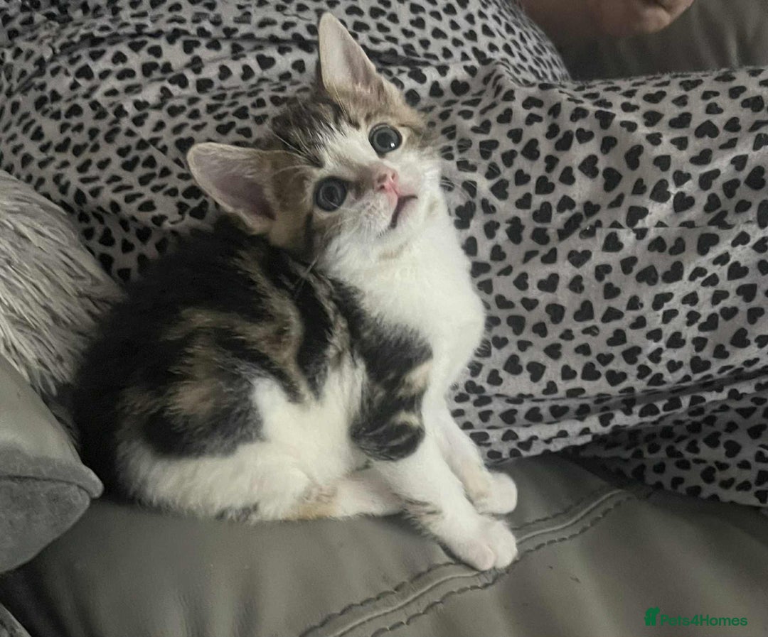 Mixed Breed cats for sale: Bengal/Maine Coone Cross - Image 2