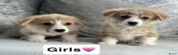 Welsh Corgi Pembroke dogs for sale: Stunning KC registered pups - Advert 5