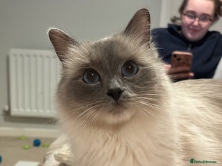 Ragdoll cats - Advert 10