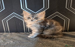 Maine Coon cats for sale: Pedigree Maine coons ready 17/11/25 - Advert 20