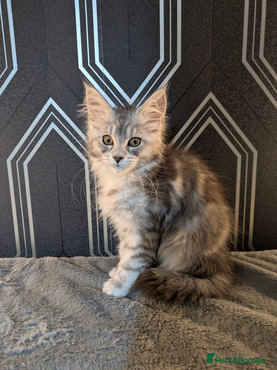 Maine Coon cats for sale: Pedigree Maine coons ready 17/11/25 - Advert 20