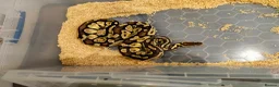 Python Snake reptiles for sale: Fire fly royal python and full set up in Rushden - Advert 5