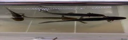 Axolotl reptiles for sale: Baby axolotls for sale - Advert 1