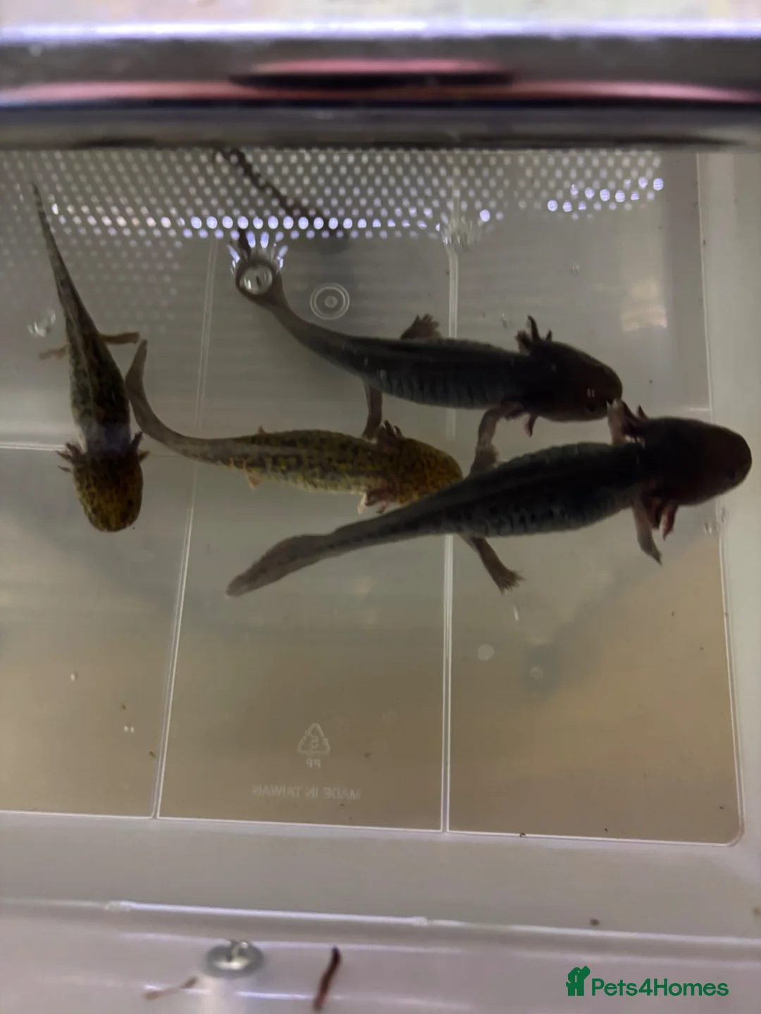 Axolotl reptiles for sale: Baby axolotls for sale - Advert 1